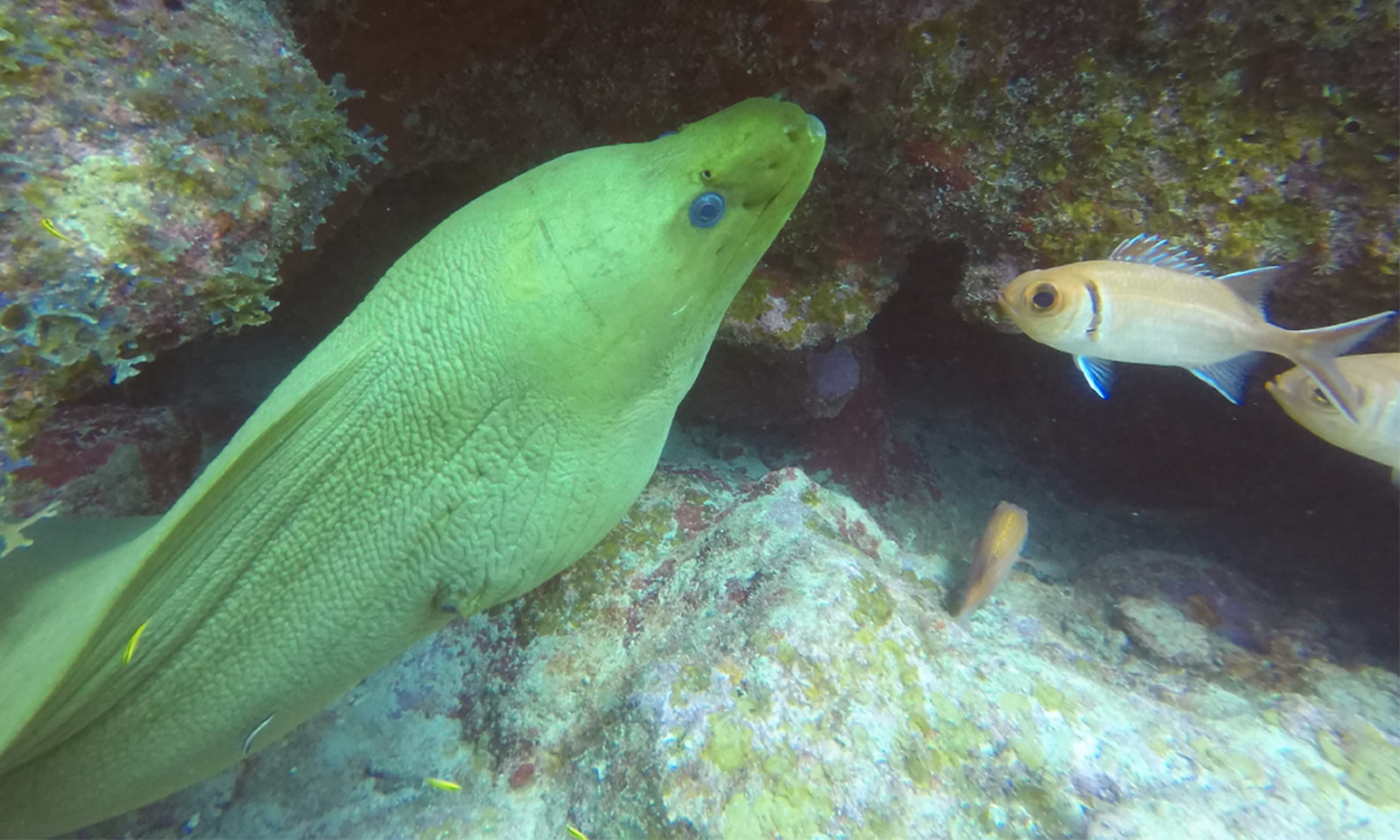 Green Moray Eel